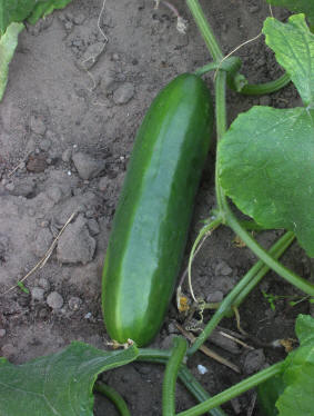 CETRIOLO CUBIT NR.50 SEMI